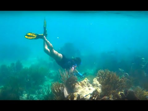 Henry's Coral Reef at Biscayne National Park,