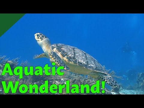 Crocs and Rocks: A Guide to Dry Tortugas National Park
