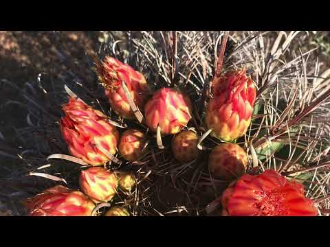 Ironwood Forest National Monument Tour