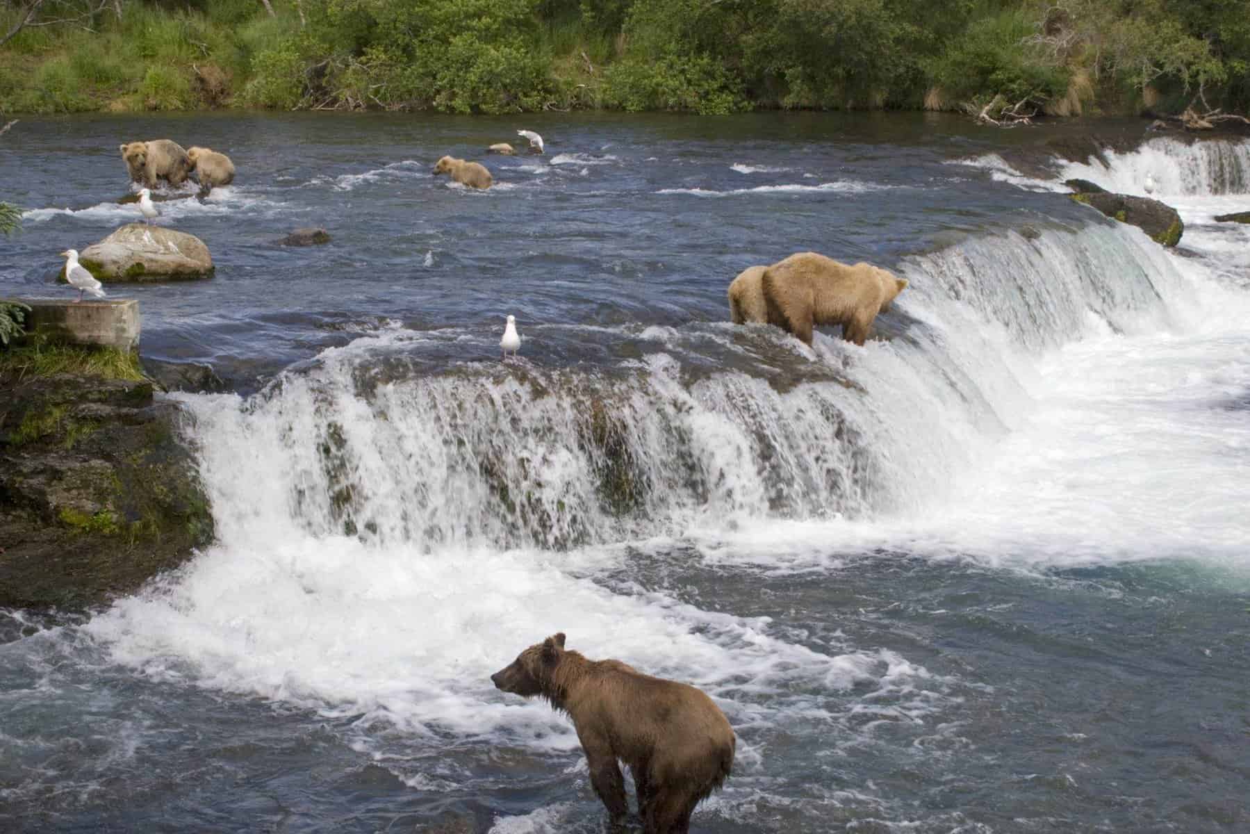 Grizzly Bears fishing for salmon in Katmai National Park in Alaska