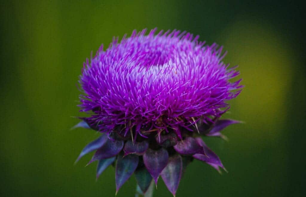 milk thistle