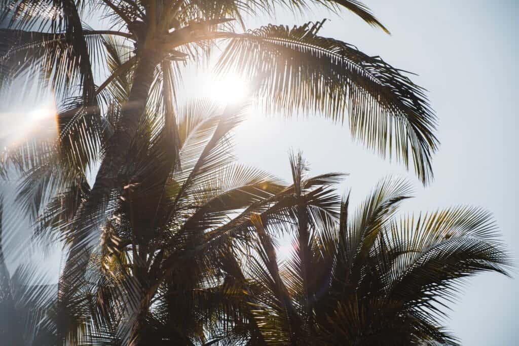 are palm trees native to california